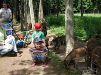Wildgehege