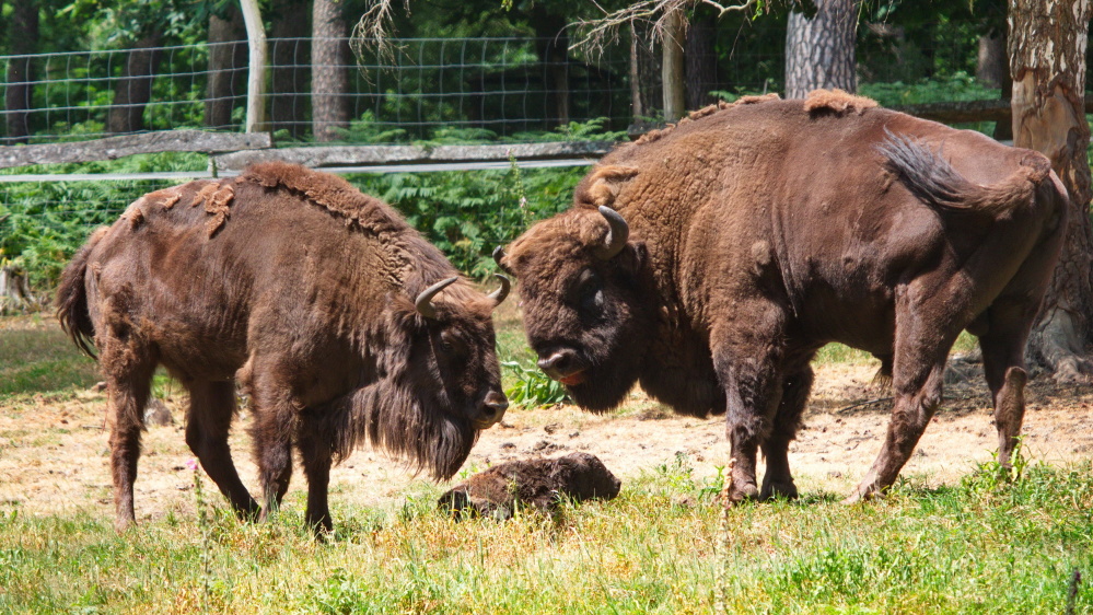 Wisentnachwuchs im Wildpark Wisentnachwuchs im Wildpark
