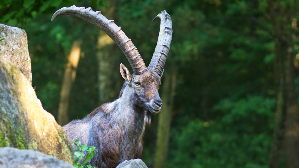 Steinbock-Vater beobachtet Junges von erhöhter Warte (Foto: Ralf Blechschmidt) Steinbock-Vater beobachtet Junges von erhöhter Warte (Foto: Ralf Blechschmidt)