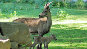 Steingeiß mit neugeborenem Böckchen (Foto: Ralf Blechschmidt)