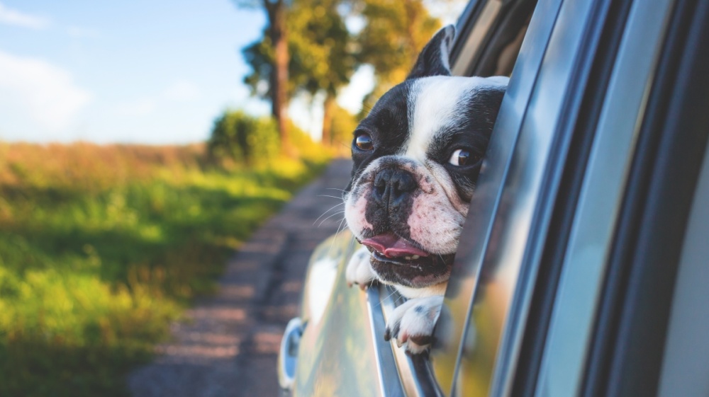 Auto Hund Auto Hund