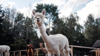 Alpakafarm im Almet